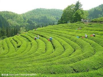 浙江紅茶發展簡史|紅茶文化