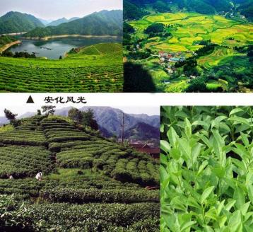 安化黑茶拓展海外市場|黑茶新聞