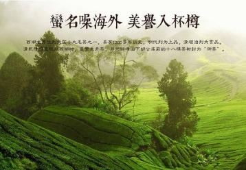 西湖龍井茶的歷史|綠茶文化