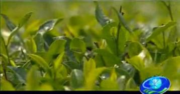 農業科普：綠茶加工工藝|綠茶視頻