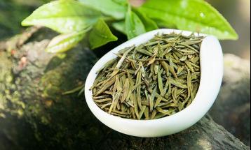 莫干黃芽簡介|黃茶品種