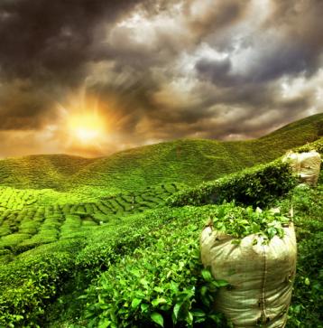 無公害茶葉種植管理技術|茶樹種植