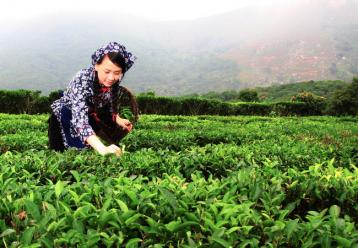 永春佛手茶葉種植技術|茶樹種植