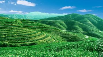 農業部發布2015年中國茶葉種植生產情況