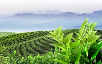 中國茶的歷史|中國茶史