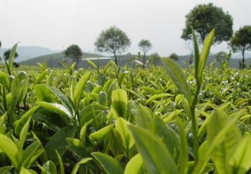 2016年云南普洱茶原料價格茶商最新報價